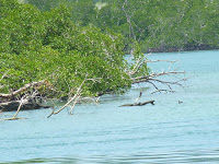 Photo of The Pristine Andamans 13/25 by Pix
