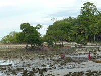 Photo of The Pristine Andamans 18/25 by Pix