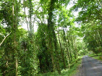 Photo of The Pristine Andamans 19/25 by Pix