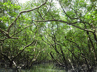 Photo of The Pristine Andamans 21/25 by Pix