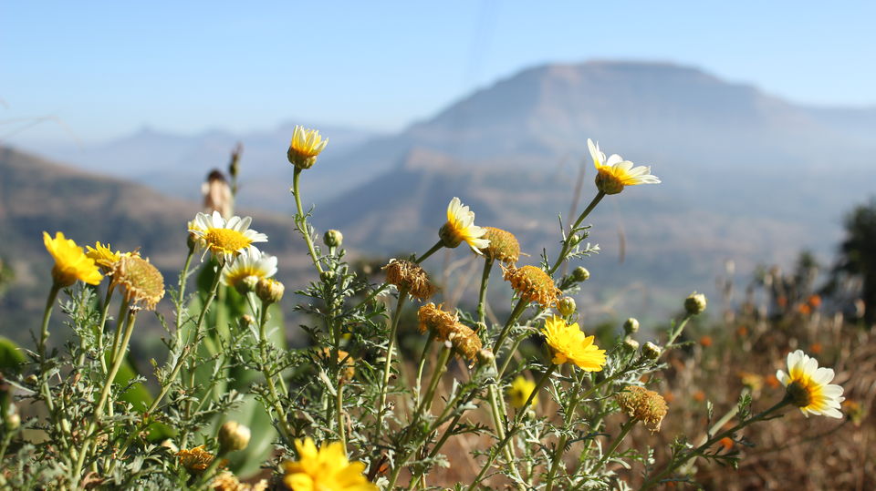 Photo of Igatpuri is not just about trekking! by Anjali Kamath