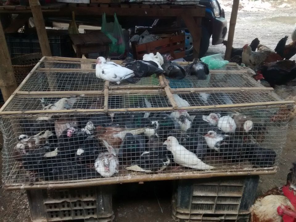 Photo of Exploring the tastes of Dimapur (Nagaland) and the Dog Meat by Eldho Elias