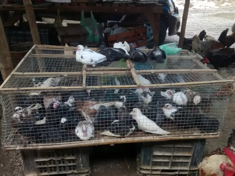 Photo of Exploring the tastes of Dimapur (Nagaland) and the Dog Meat by Eldho Elias
