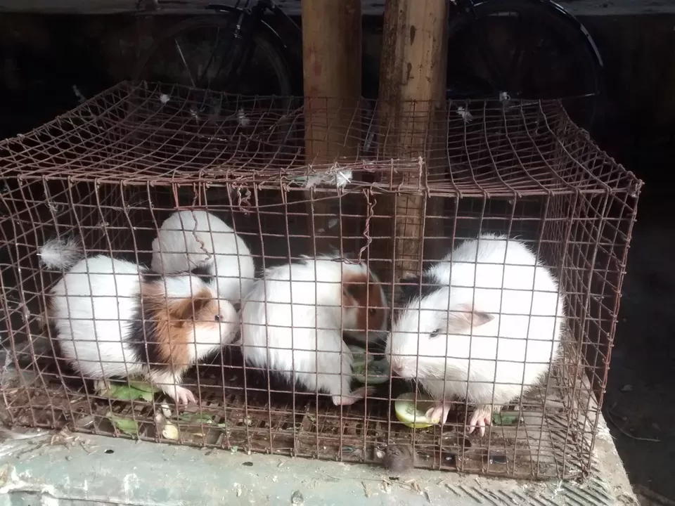 Photo of Exploring the tastes of Dimapur (Nagaland) and the Dog Meat by Eldho Elias