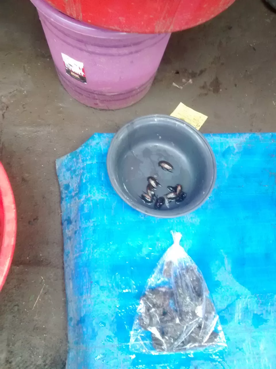 Photo of Exploring the tastes of Dimapur (Nagaland) and the Dog Meat by Eldho Elias
