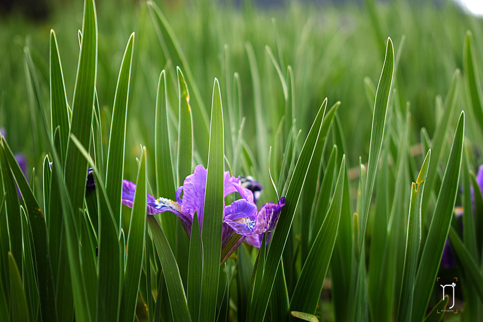 Photo of Meadows of ‘Khullara’ (Day 2) by Nishant