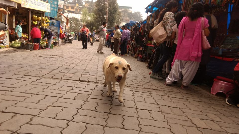 Photo of Finding peace, inside and outside, at McLeodganj by Sanchit Narula