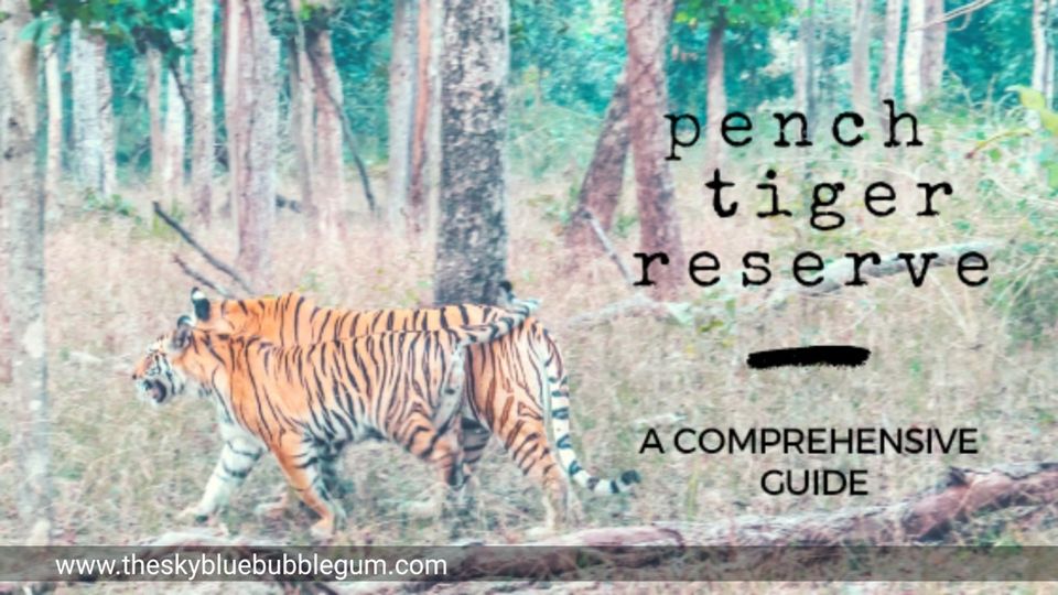 Photo of Pench Tiger Safari – Everything you need to know! by Parita