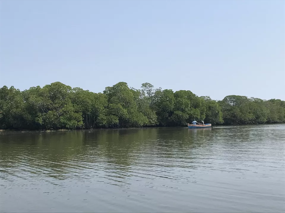 Photo of Pichavaram, Tamil Nadu, India by Parita