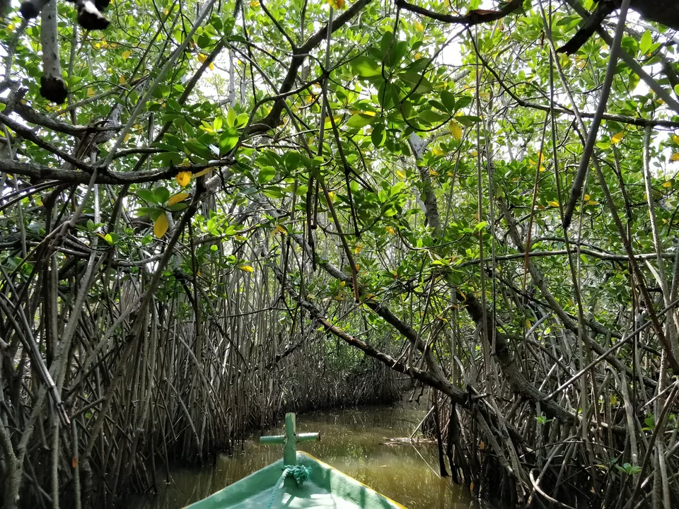 Photo of 3 Day trip To Pondicherry and Pichavaram by Parita