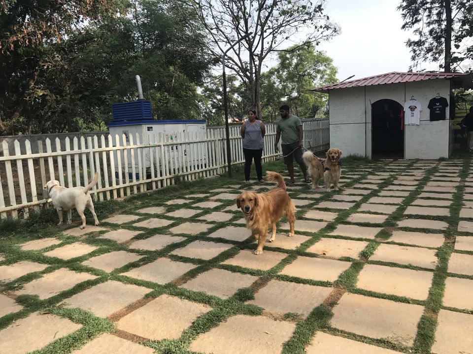 Photo of TherPUP, A Dog Cafe, Bangalore 1/18 by Parita