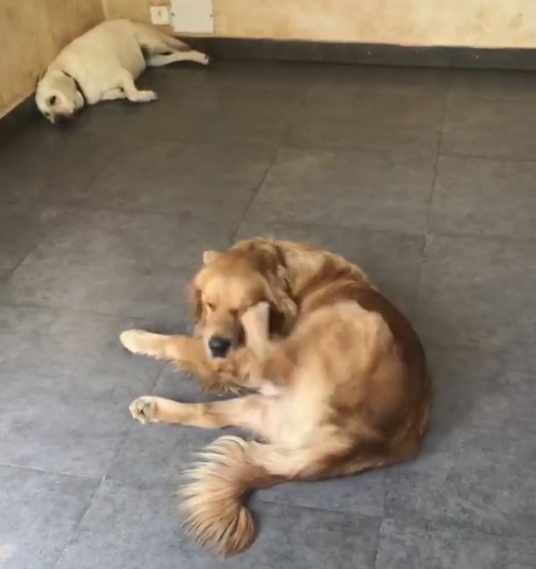Photo of TherPUP, A Dog Cafe, Bangalore 4/18 by Parita