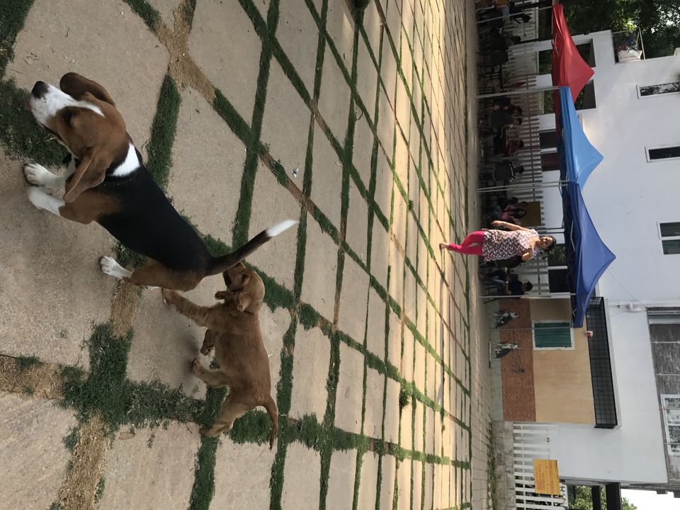 Photo of TherPUP, A Dog Cafe, Bangalore 16/18 by Parita