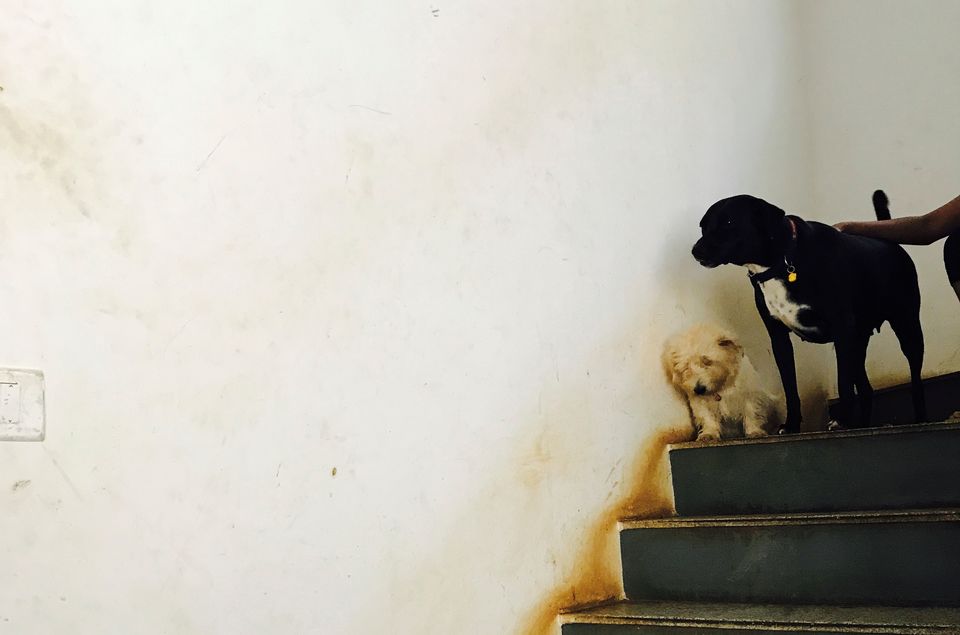 Photo of TherPUP, A Dog Cafe, Bangalore 6/18 by Parita