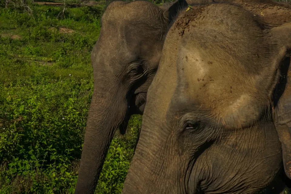 Photo of Udawalawe National Park, Sri Lanka by Katie McIntosh