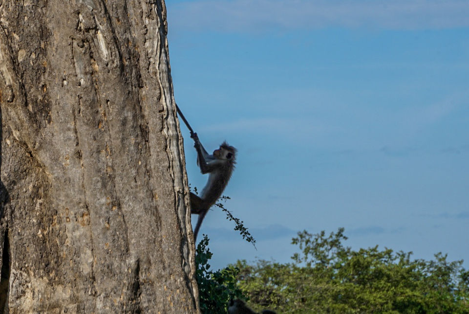 Photo of Udawalawe National Park, Sri Lanka by Katie McIntosh