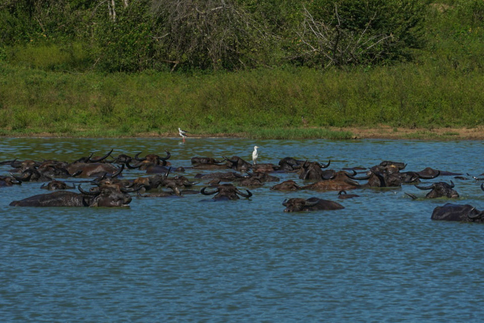 Photo of Udawalawe National Park, Sri Lanka by Katie McIntosh