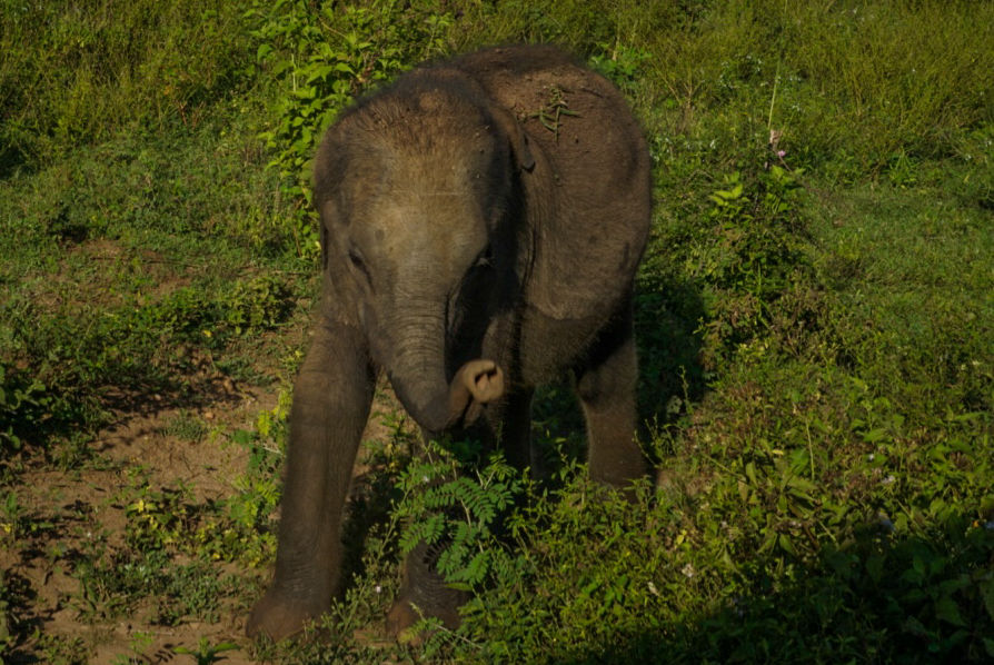 Photo of Udawalawe National Park, Sri Lanka by Katie McIntosh