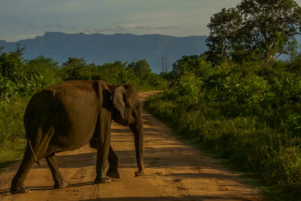 Photo of Udawalawe National Park, Sri Lanka by Katie McIntosh