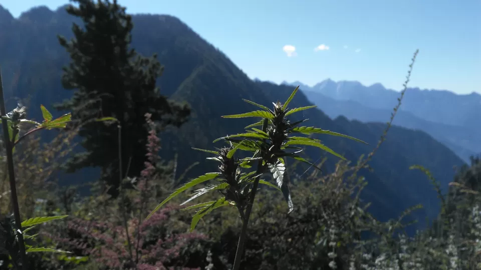 Photo of Malana, Himachal Pradesh, India by Satyakee Sulit Sinha