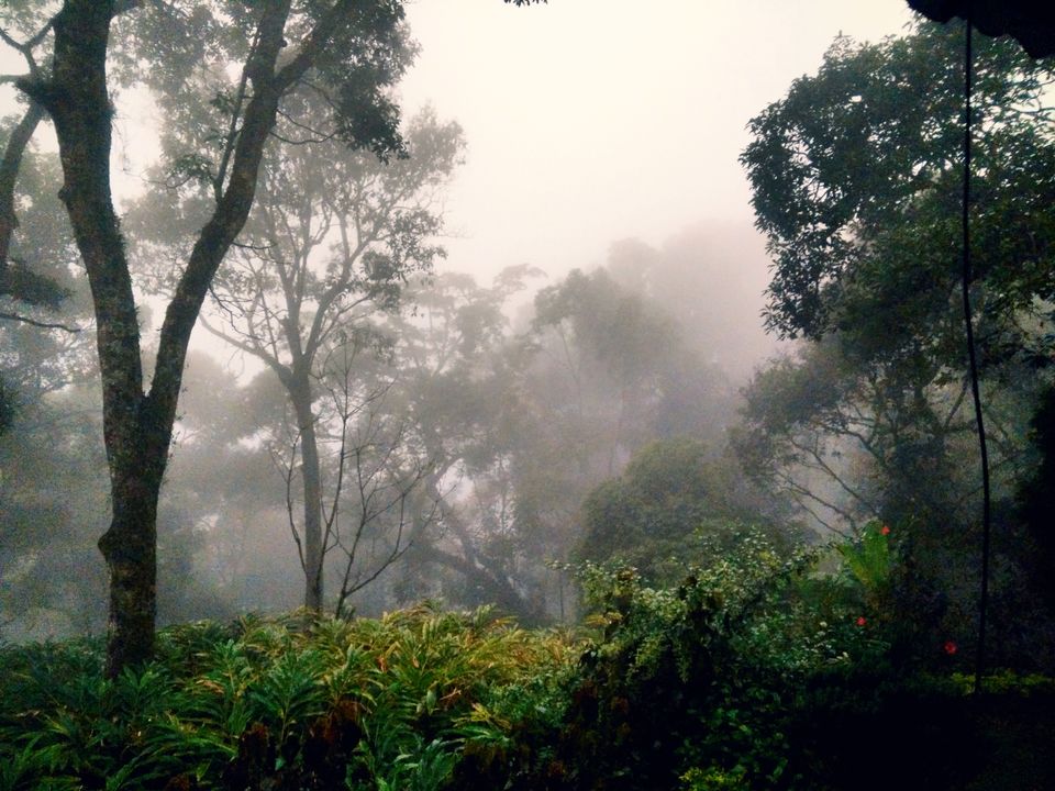 Photo of Munnar: A hidden Gem in Western Ghats 1/10 by atravelbuff