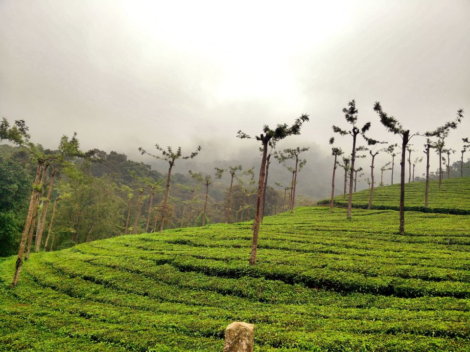 Photo of Munnar: A hidden Gem in Western Ghats 2/10 by atravelbuff