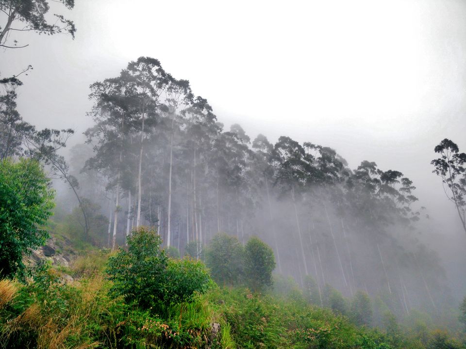 Photo of Munnar: A hidden Gem in Western Ghats 6/10 by atravelbuff
