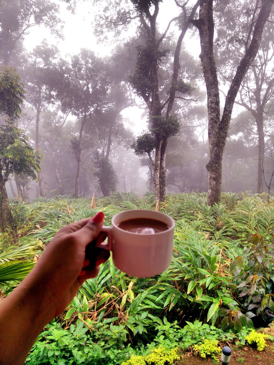 Photo of Munnar: A hidden Gem in Western Ghats 8/10 by atravelbuff