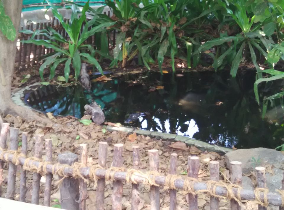 Photo of The Madras Crocodile Bank Trust and Centre for Herpetology, Semencheri, Tamil Nadu, India by Akash Arora