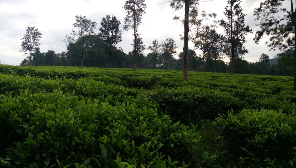 Photo of Wayanad sojourn by Tango sierra