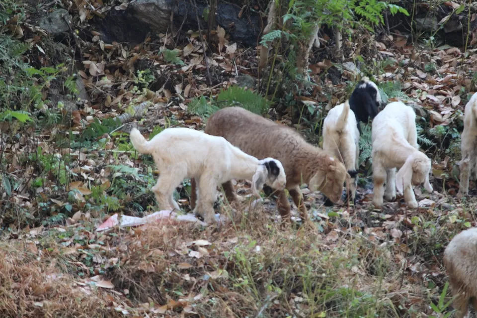 Photo of The Hilly Manali by Travel Maniac