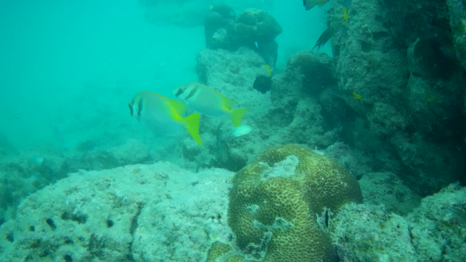 Photo of Breathing Underwater: My Very First Scuba Diving Experience In Andaman Islands by Sheeba Kaul