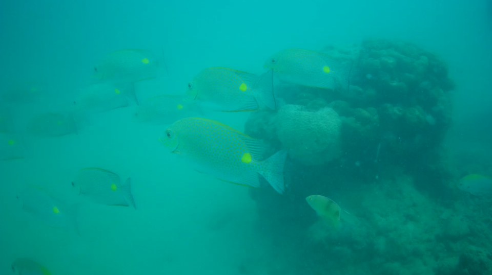 Photo of Breathing Underwater: My Very First Scuba Diving Experience In Andaman Islands by Sheeba Kaul