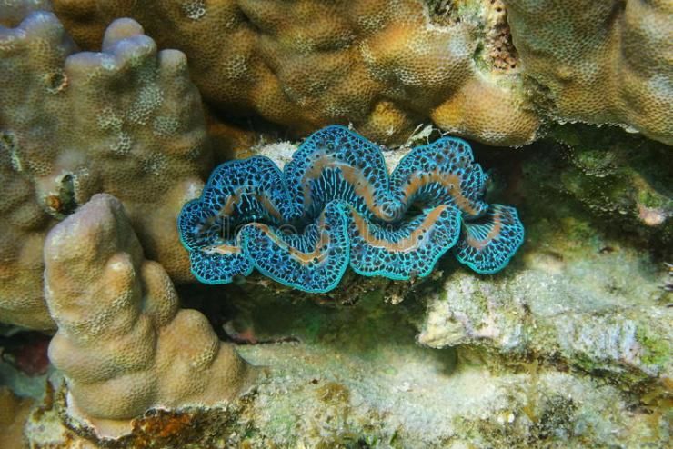 Photo of Breathing Underwater: My Very First Scuba Diving Experience In Andaman Islands by Sheeba Kaul