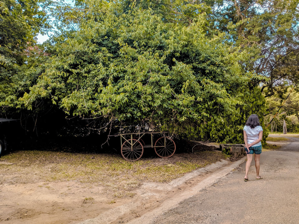 Photo of How to spend a relaxed weekend in Masinagudi by Niviya Vas