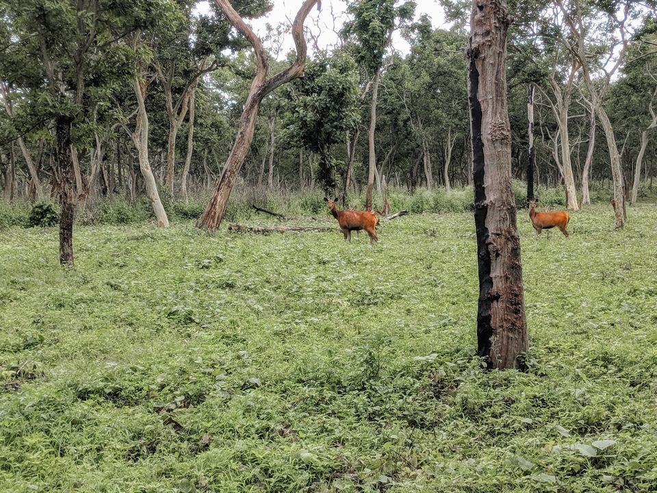 Photo of Mudumalai National Park, India by Niviya Vas