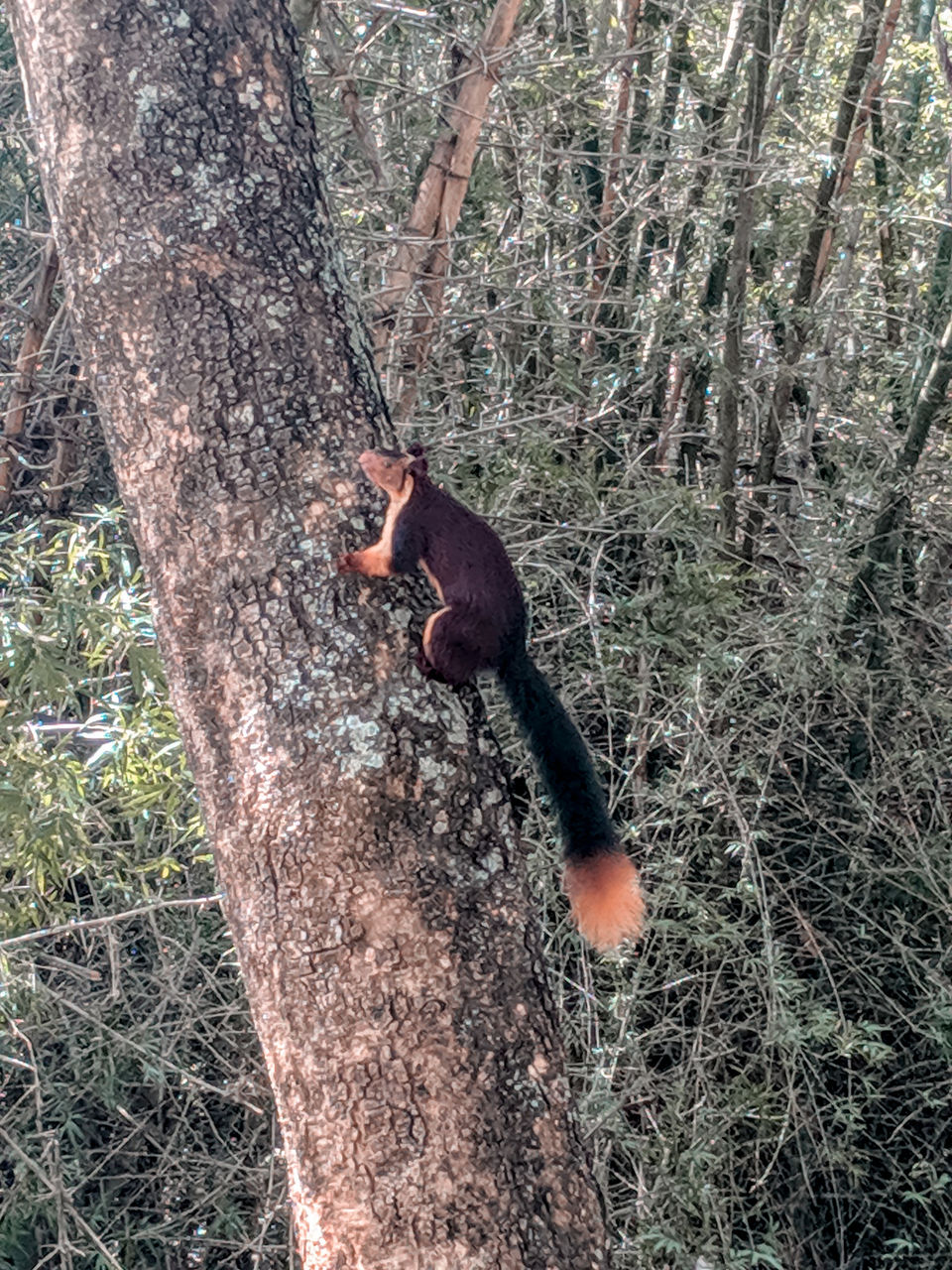 Photo of Masinagudi, Tamil Nadu, India by Niviya Vas
