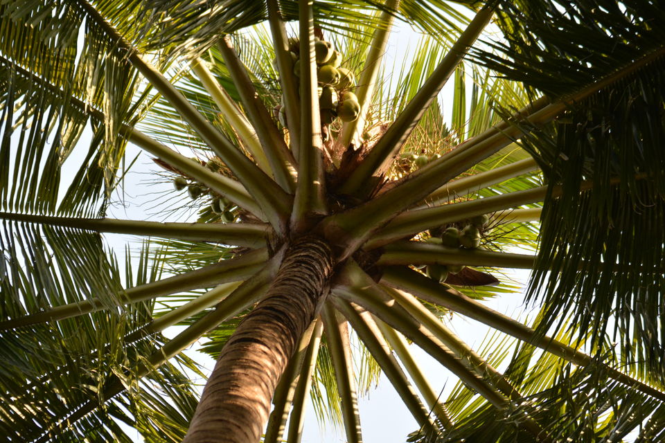 Photo of Exploring The Beauty Of Konkan 2/22 by Vinayak Ganji