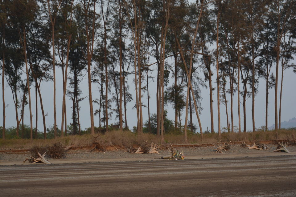 Photo of Exploring The Beauty Of Konkan 9/22 by Vinayak Ganji