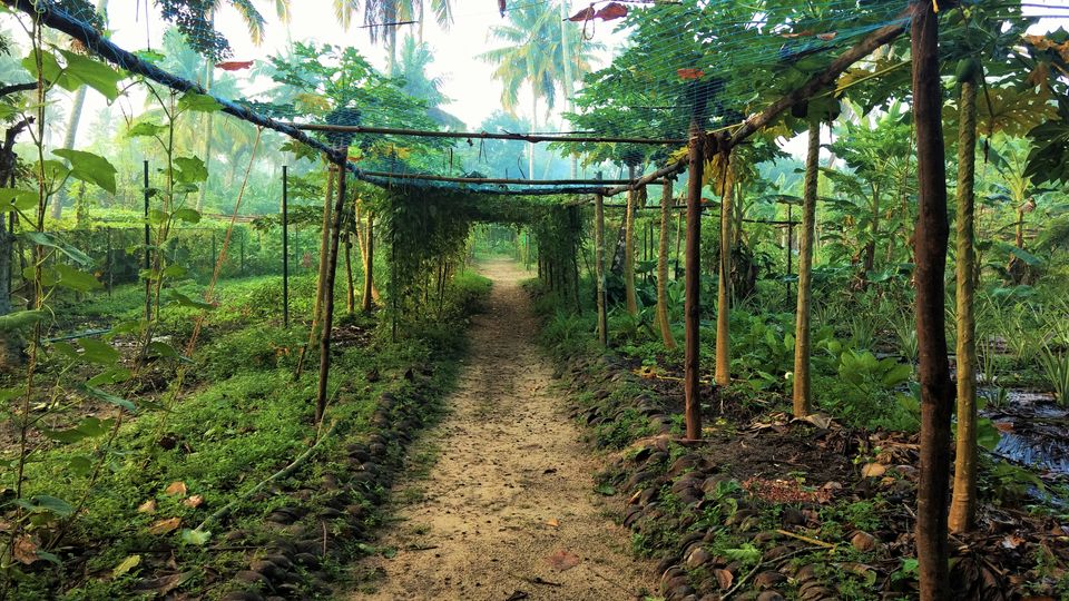 Photo of Kerala - God's Own Country In Monsoon 28/28 by P. Sharma
