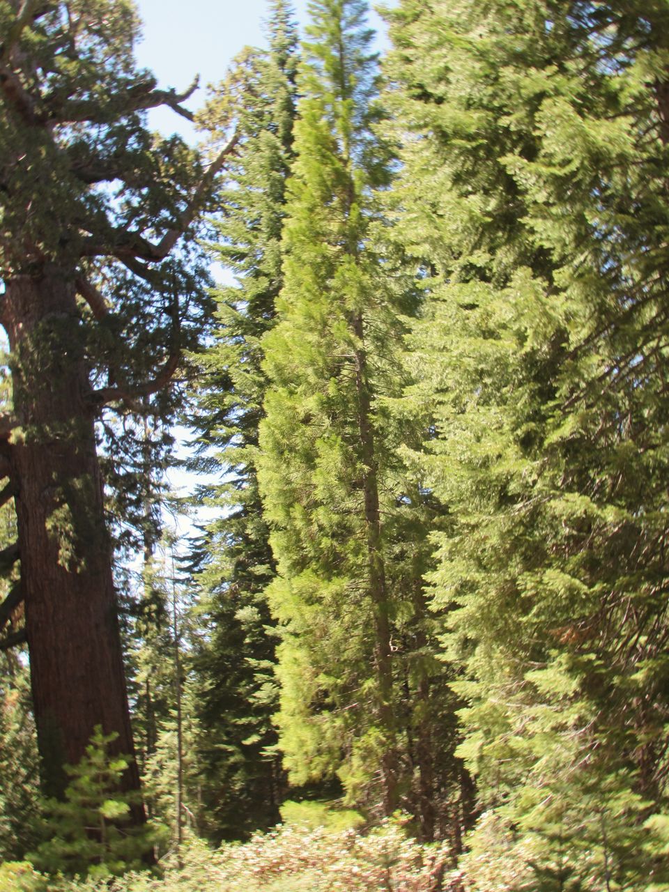 Photo of Yosemite National Park - A Haven for Nature Lovers. 15/20 by Jaishree