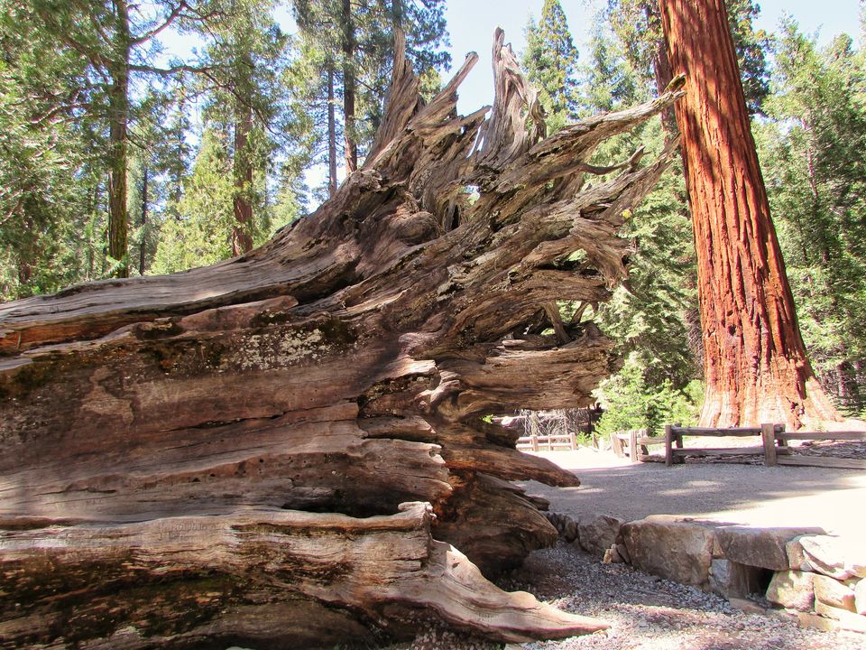 Photo of Yosemite National Park - A Haven for Nature Lovers. 18/20 by Jaishree