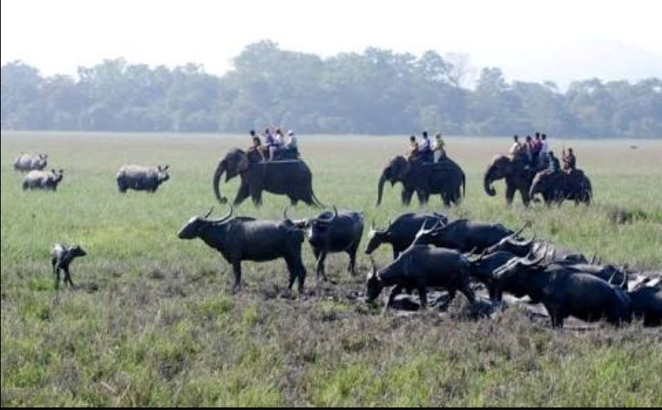 Photo of Pobitora Wildlife Sanctuary, Pabitara, Assam, India by Unwind with Anu Brahma