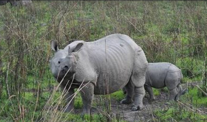 Photo of Pobitora Wildlife Sanctuary, Pabitara, Assam, India by Unwind with Anu Brahma