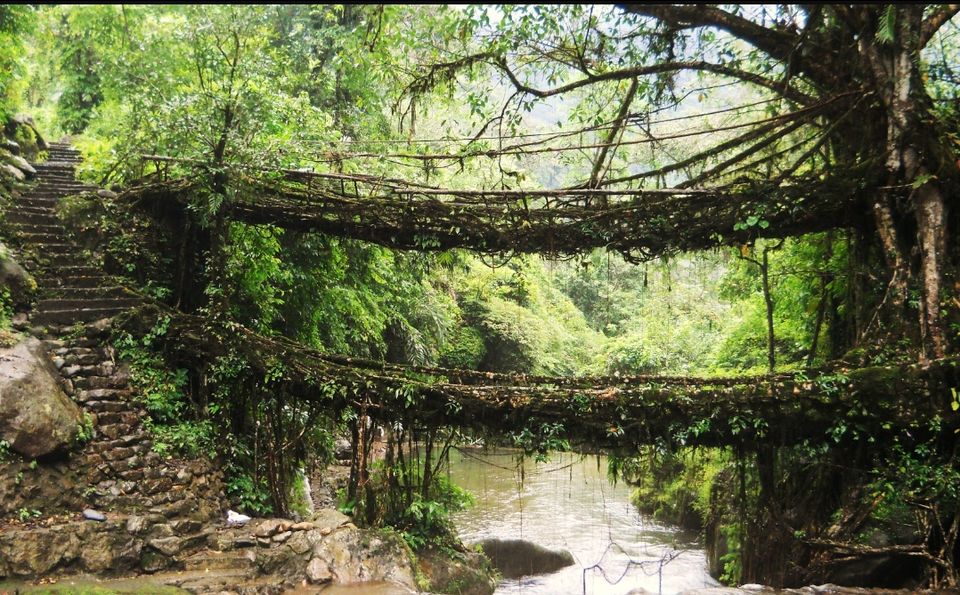 Photo of Living Root Bridge, Cherrapunjee, Meghalaya, India by Unwind with Anu Brahma