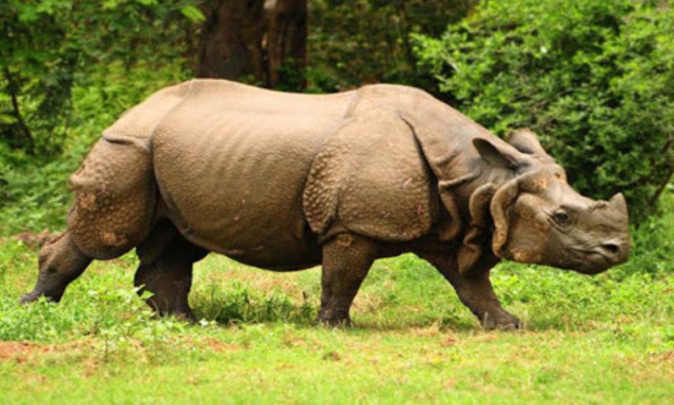 Photo of Kaziranga National Park, Kanchanjuri, Assam, India by Unwind with Anu Brahma
