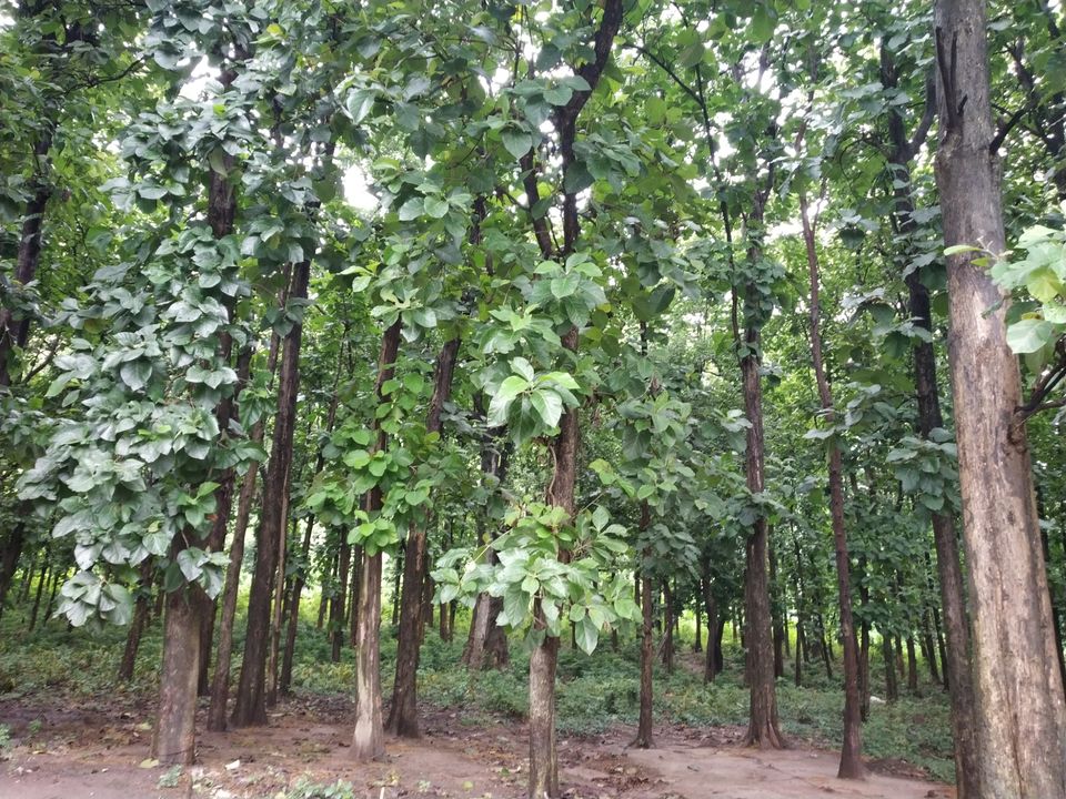 Photo of Pobitora Wildlife Sanctuary, Pabitara, Assam, India by Unwind with Anu Brahma