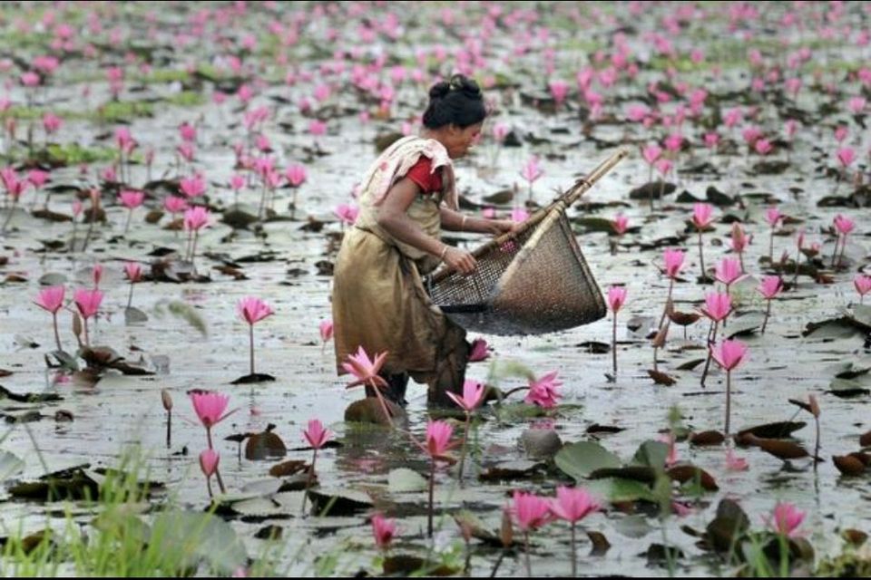 Photo of Pobitora Wildlife Sanctuary, Pabitara, Assam, India by Unwind with Anu Brahma
