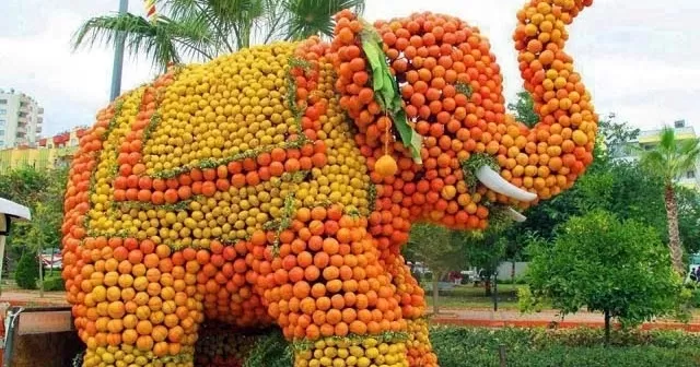 Photo of Fruits Festival that will make you travel to Northeast India! by Unwind with Anu Brahma