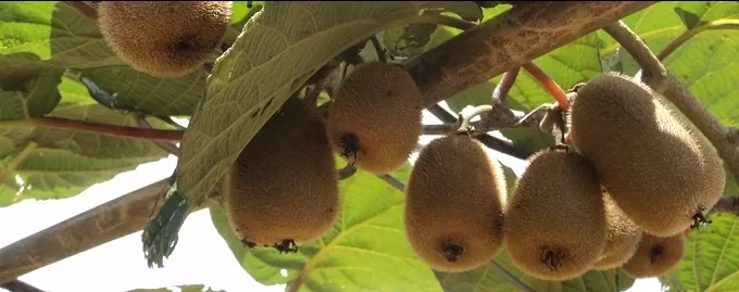 Photo of Fruits Festival that will make you travel to Northeast India! by Unwind with Anu Brahma